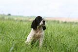 SETTER ANGLAIS 229